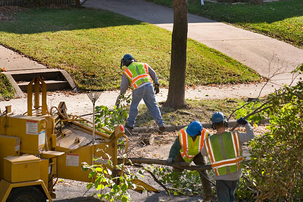 Best Fruit Tree Pruning  in Stratmoor, CO