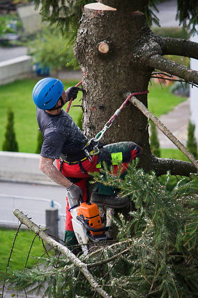 How Our Tree Care Process Works  in  Stratmoor, CO