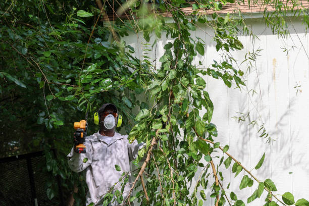 Best Commercial Tree Services  in Stratmoor, CO