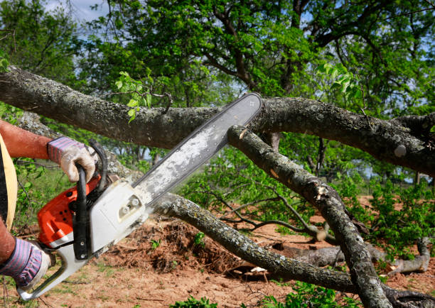 Best Arborist Consultation Services  in Stratmoor, CO