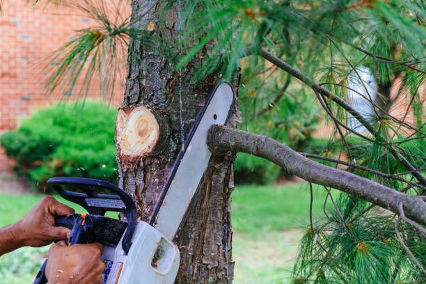 Best Tree Health Inspection  in Stratmoor, CO
